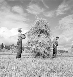 Pietinen Aarne Museovirasto