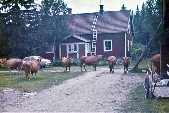 23.Lehmät navettaan korj_1