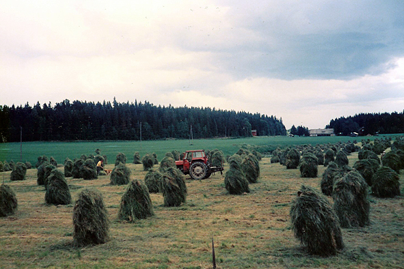 30. Heinäpelto korj