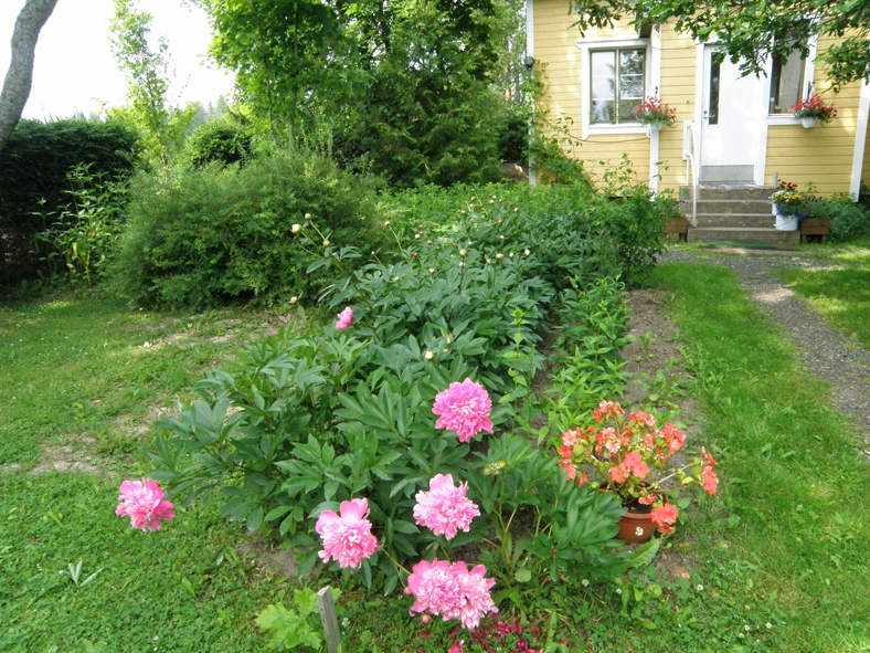 HLK Päivölän pionit