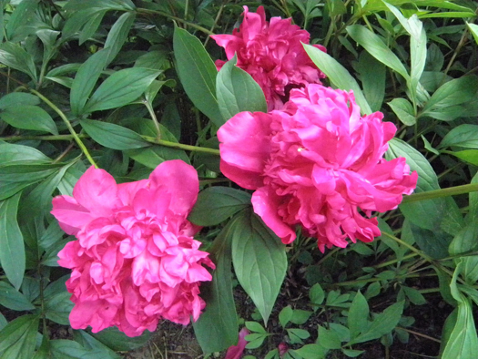 HLK Päivölän pionit2