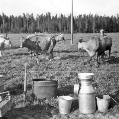M Kankare_Äiti Aune Annikki lypsyllä vas vesiastiat joissa kaivovettä korj WP