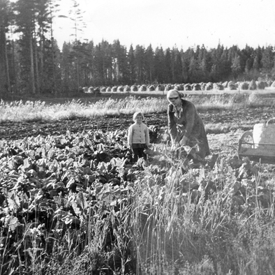 M Kankare_Juurikkaan nostoa äiti Aune ja Marja 1965 korj WP