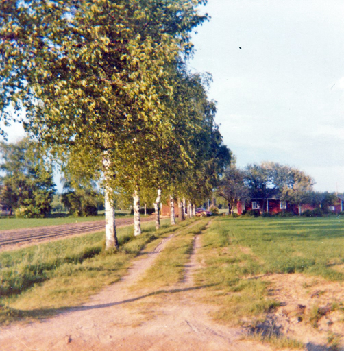 R-N Nieminen koivukuja korj WP